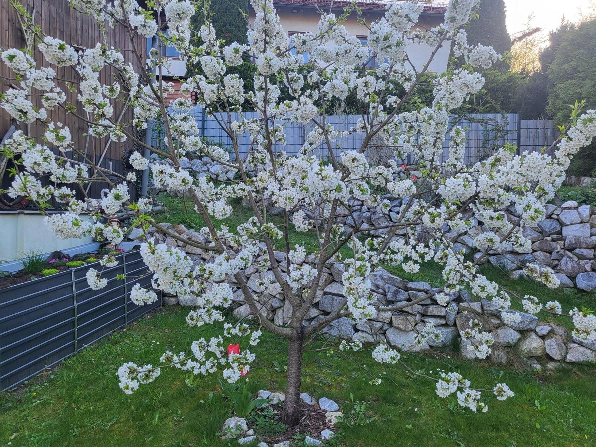 Appartement Purzel マウアーバハ エクステリア 写真